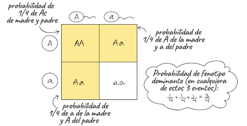 genotipo cuadro de punnett