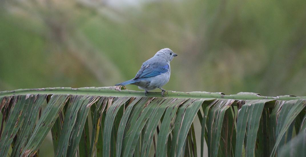 avistadores de aves en Tolima (Colombia)