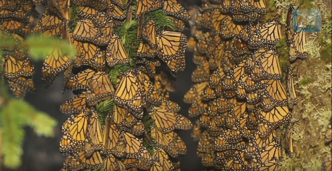 Mariposas monarca mariposa bios méxio monarca