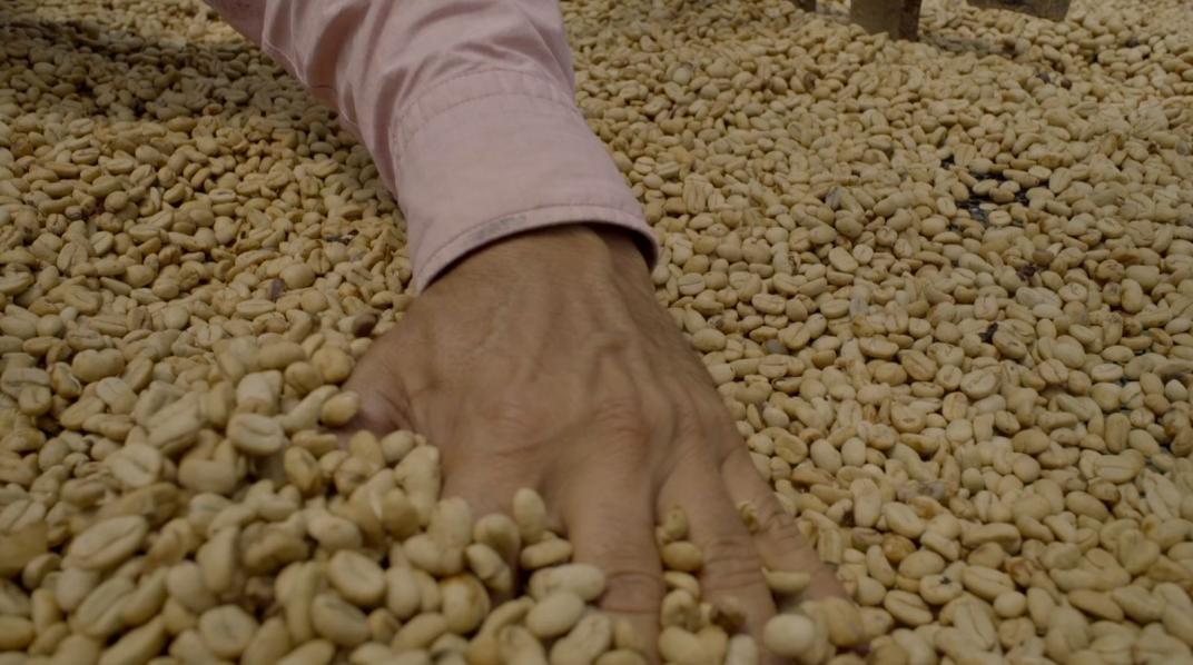 Secado del café Café