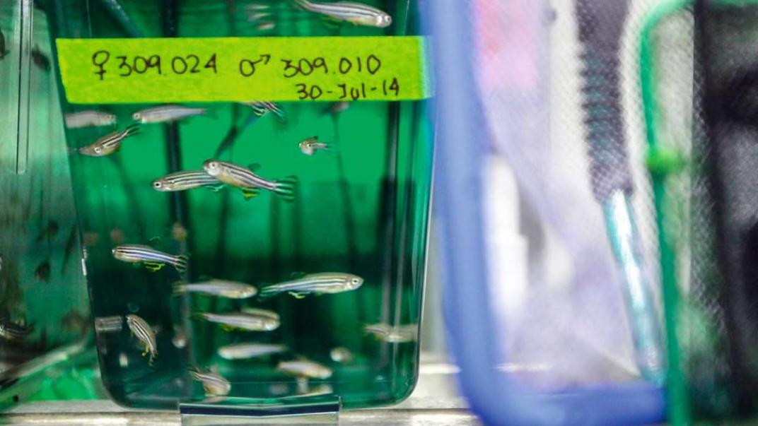 Investigadores de Los Andes contra la enfermedad del Chagas Chagas
