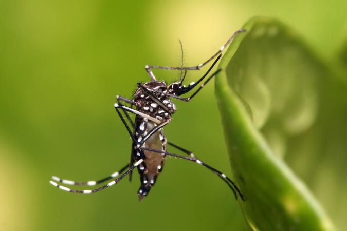 Zika aedes aegipty