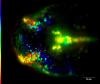 Cerebro del pez cebra en desarrollo de Nathalie Agudelo: vista dorsal del cerebro del pez cebra en desarrollo. Neuronas del pez cebra emitiendo fluorescencia.