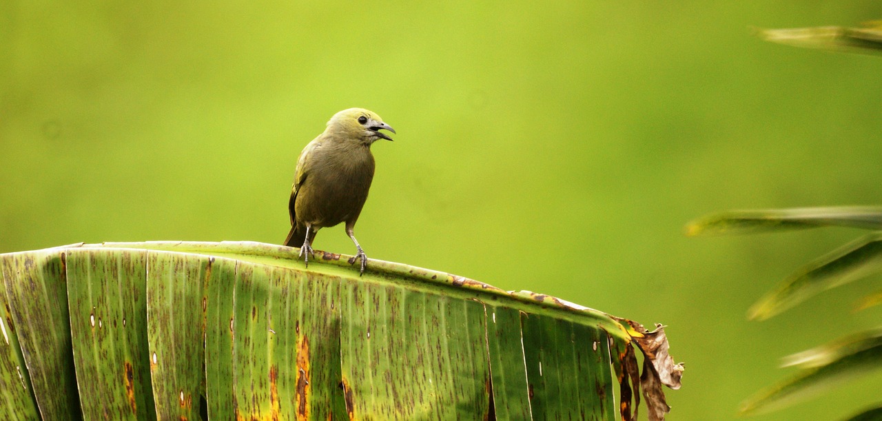 avistadores de aves en Tolima (Colombia)