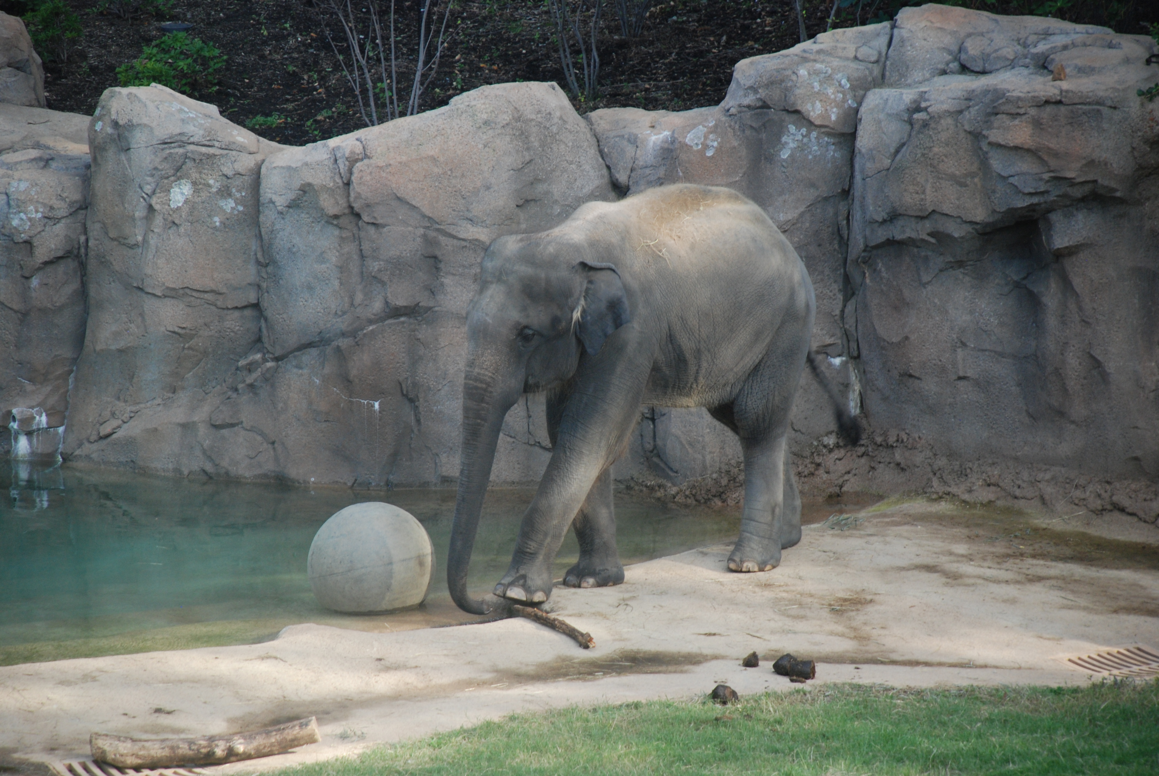 Elefante asiático en el Smithsonian National Zoological Park, 2010