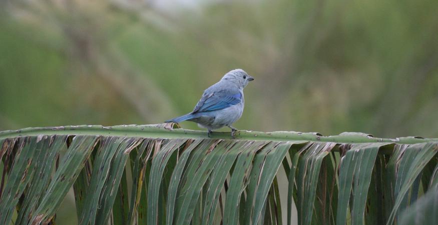 avistadores de aves en Tolima (Colombia)