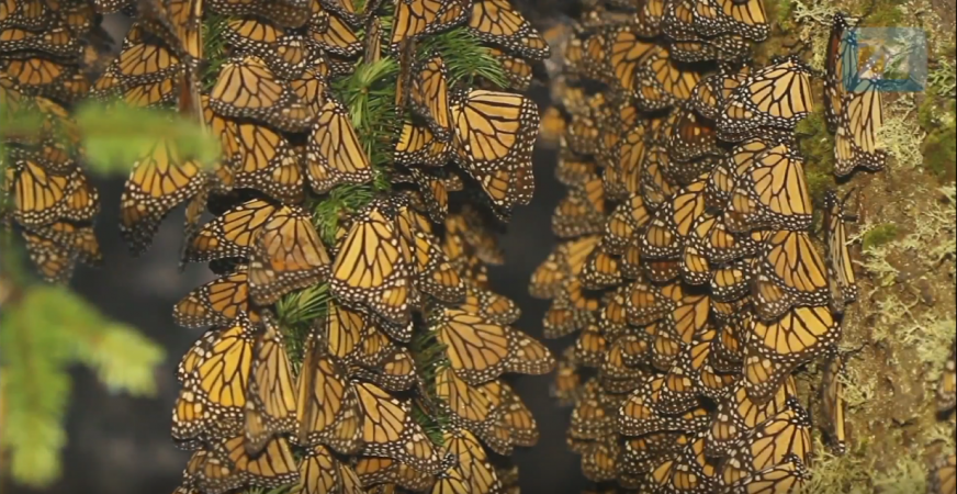 mariposa bios méxio monarca