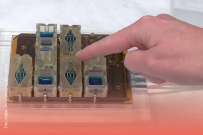 Evatar: el chip del sistema reproductivo femenino