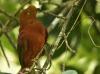 Gallito de roca -Rupicola peruvianus-