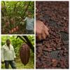 Usar el cacao como fuente de ingresos. Un ejemplo de bioeconomía. Foto de Mario Murcia