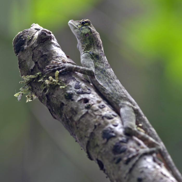 tacarcuna choco colombia biodiversidad darien